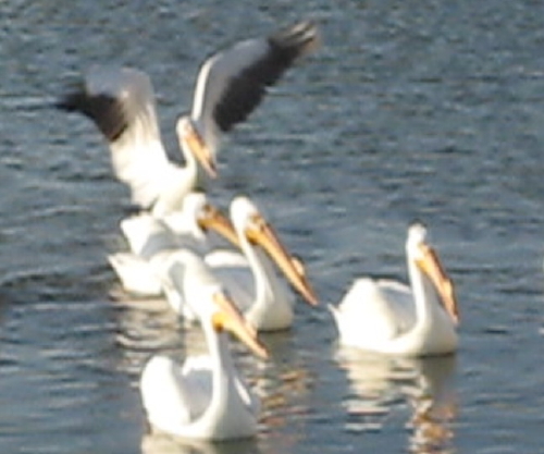 Birds