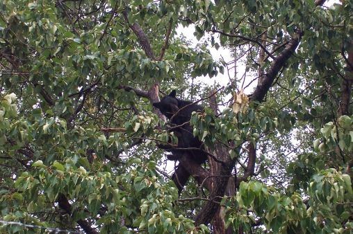 Black Bear in Tree