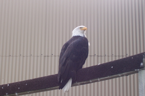 Bald Eagle
