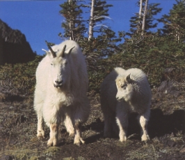 Goats.