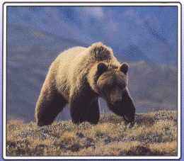 Grizzly Bear