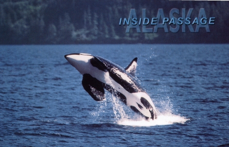 Orca whale.