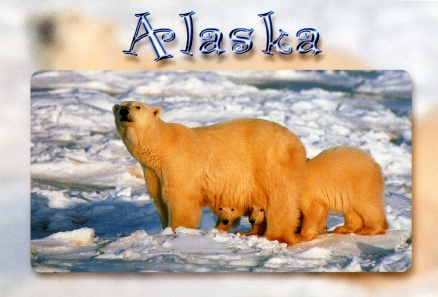 Polar bears.