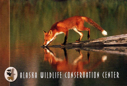 Red Fox
