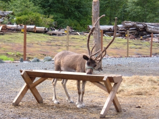 Alaskan reindeer.