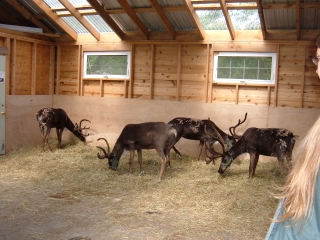 Alaskan reindeer.