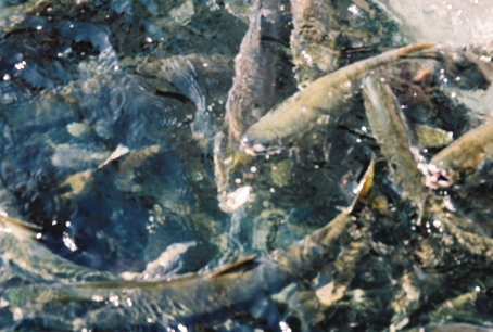 Salmon farm.