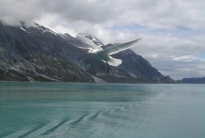 Seagull