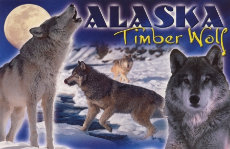 Timber Wolf.