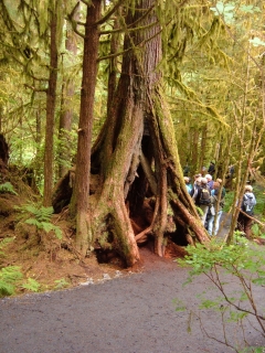 Cypress tree.
