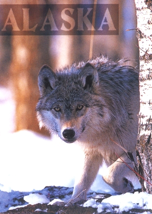 Wolf.